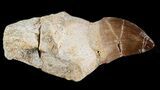 Rooted Mosasaur (Halisaurus?) Tooth #43185-1